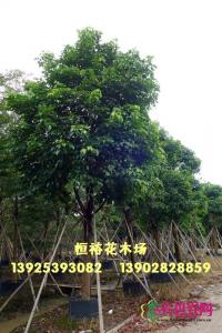 秋枫