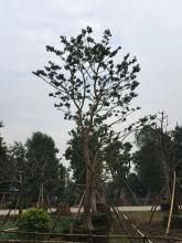 万紫千红