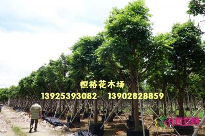 秋枫