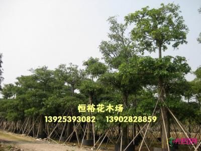 盆架子