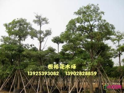 盆架子