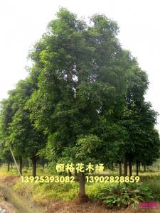 秋枫